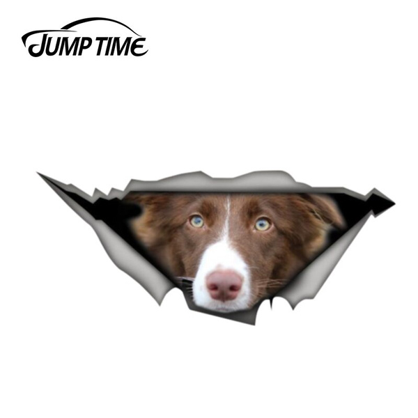 border collie car decal
