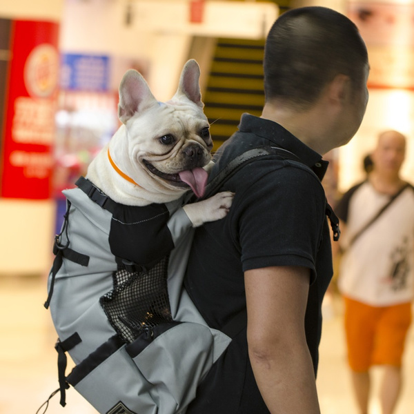 backpack for french bulldog