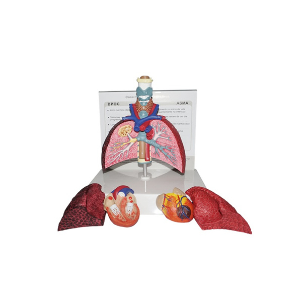 Human Organ Anatomy Model - Larynx Heart Throat Lung Model Pvc Material ...