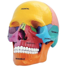medicalmodel, Skeleton, skull, Science