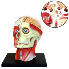 medicalmodel, Head, skull, labamplifescience