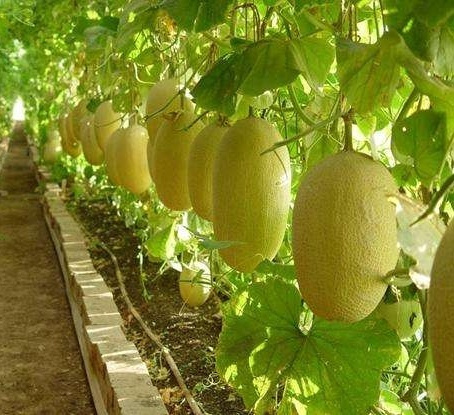 100PCS Bonsai Cantaloupe Seeds Health Organic Fruit Seeds Cantaloupe Melons Sweet Honeydew Melons Seeds DIY Home Garden Plant