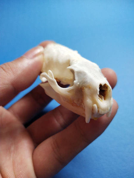 1 Natural Skull Bone Ferret Animal Specimen offers the art of Bone Veterinary 1 