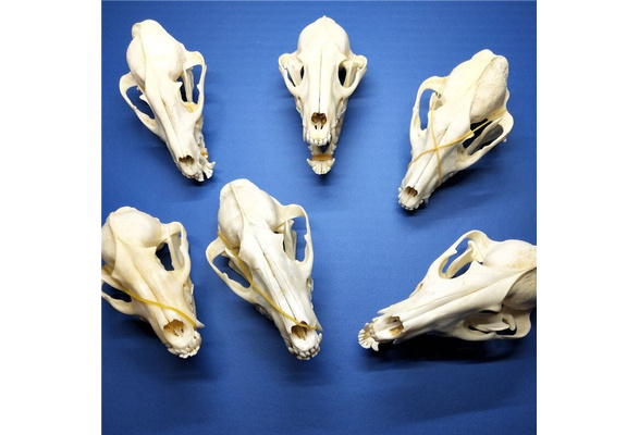 5pcs Vulpes Vulpes Red Fox Silverraccoon Cross Raccoon Skull Taxidermy Real Bone Skeleton Christmas Decoration Gift Wish