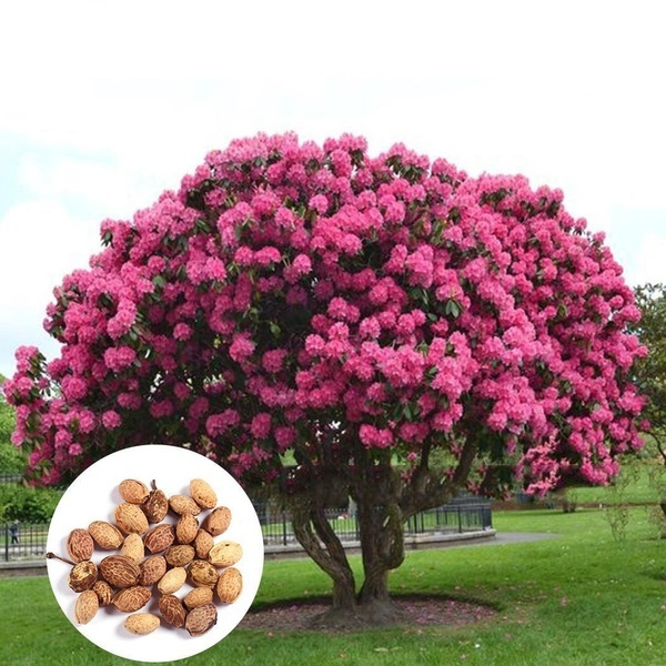 giantpinksakuratreeseed, pink, cherrytreeseed, shrubperennial