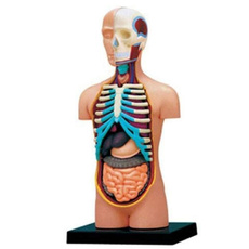 medicalmodel, Toy, Educational Products, labamplifescience