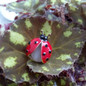 thumbnail - 2