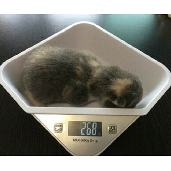 Large Digital Pet Scales