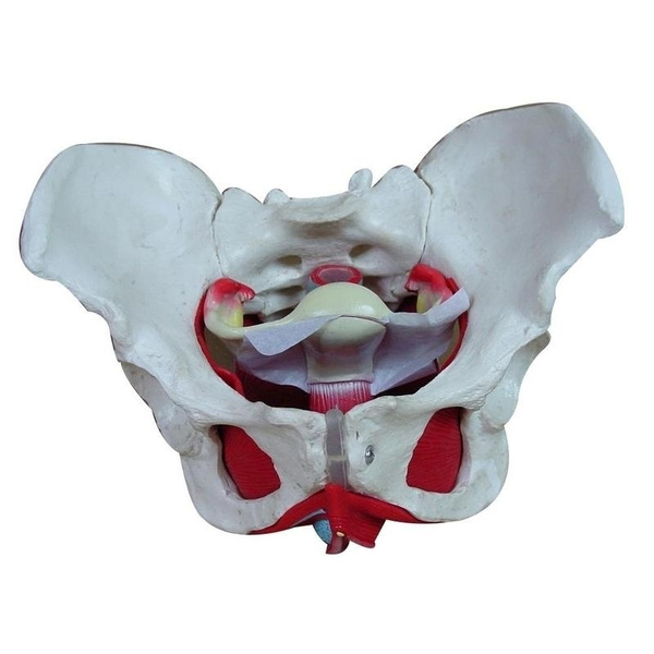 Medical Anatomical Female Pelvis Model with Removable Organs ...