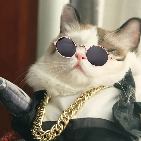 Cat with hot sale round sunglasses