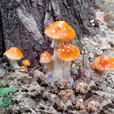 Decor, Garden, Mushroom, creativeornament
