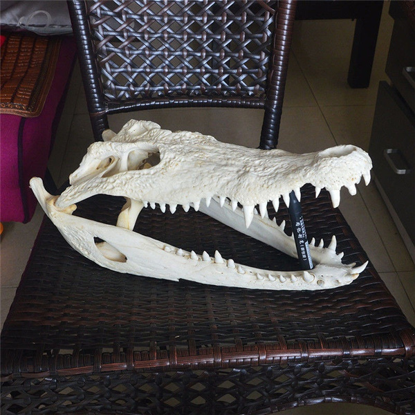 Details about   Genuine freshwater crocodile skull animal specimen length16-45cm gift crafts 