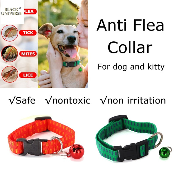 outdoor dog collars