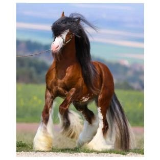 clydesdale horse drawing