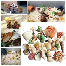 shells, conch, seashell, Photography