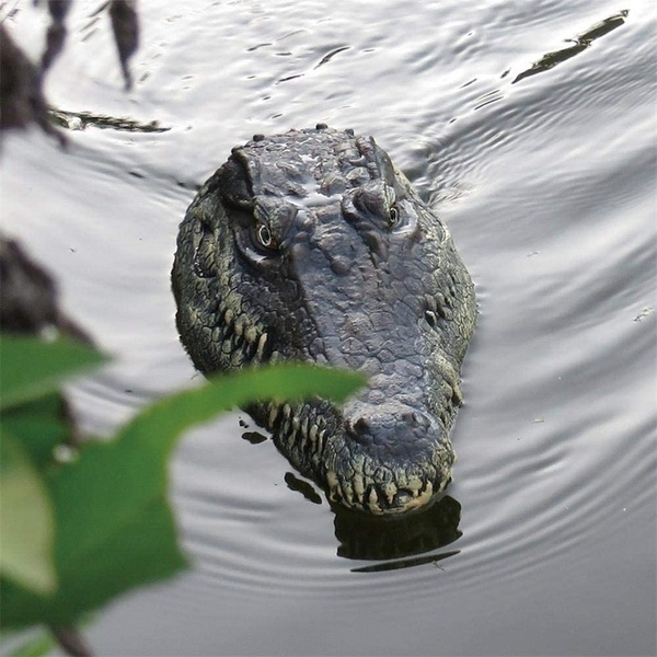 alligator remote control boat