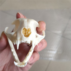 Real, Collectibles, Animal, skull