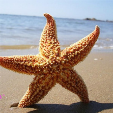 Toy, homewallhanging, Family, starfish