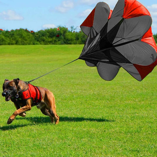 Xdog shops parachute