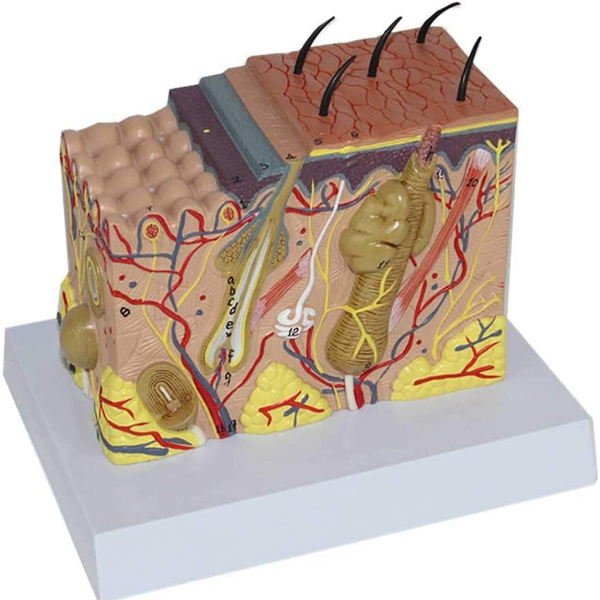 Human Skin Block Model Anatomical Medical Skin Model | Wish