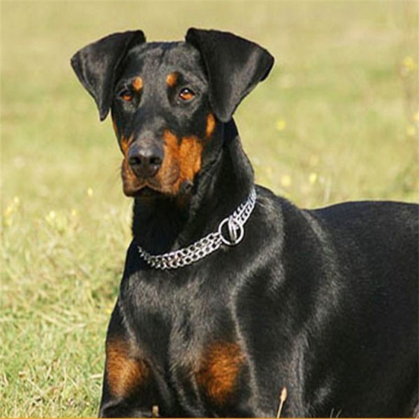 big dog training collar