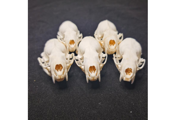 skull gifts skulls fine animal specimens 2pcs Real mink skulls 