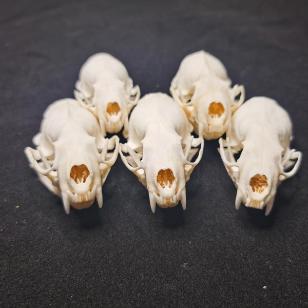 fine animal specimens skull gifts skulls 2pcs Real mink skulls 