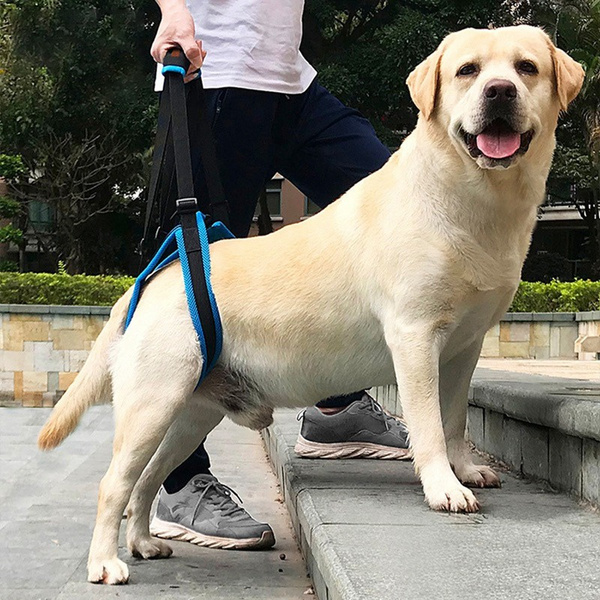 Harness for dog clearance with weak back legs