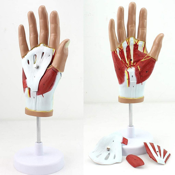Hand Model Human Hand Muscle Neurovascular Model Hand Joint Anatomy ...