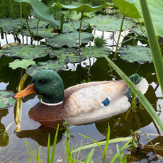 Toy, Gifts, ducktoy, rcboat