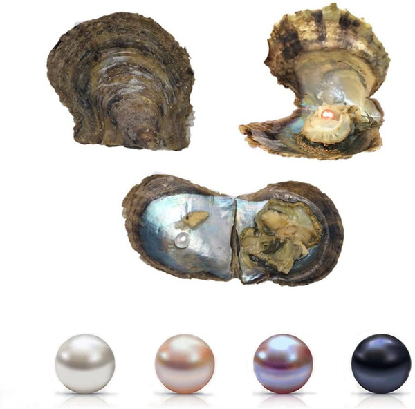 Akoya pearl sale oyster