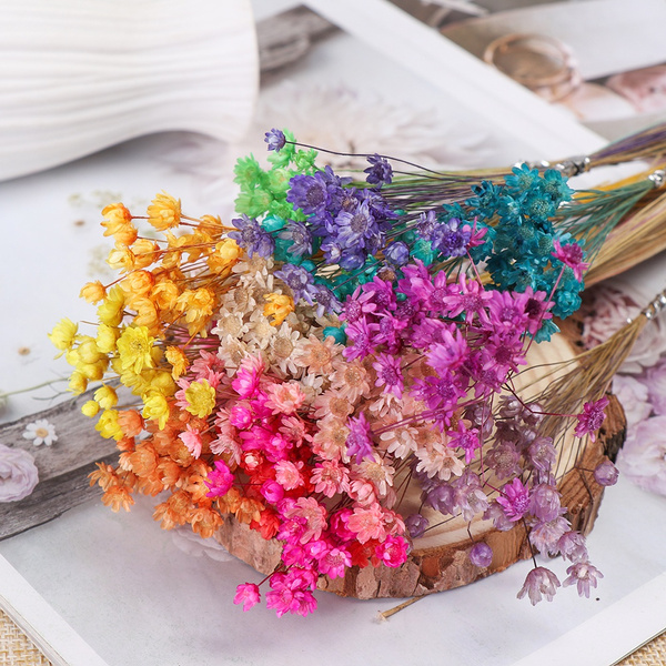 Dried Star Flowers in Natural