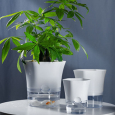 Bonsai, Mini, Plantas, Indoor