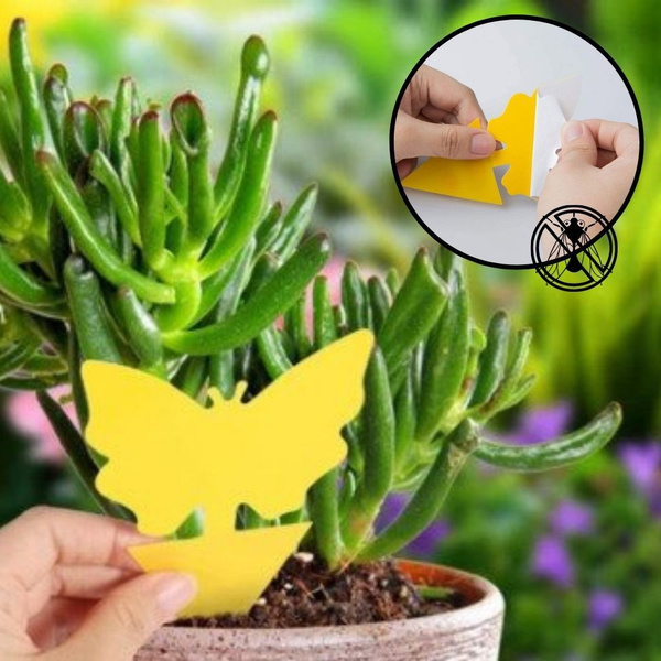 Sticky Fruit Fly Trap Fungus Gnat Killer Trap Gnat Catcher Fly Paper  Stickers For Indoor House Plants - Temu
