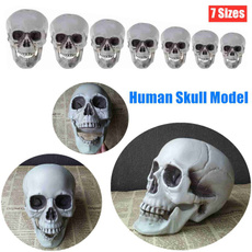 skullmodel, decoration, humanskullreplica, skull