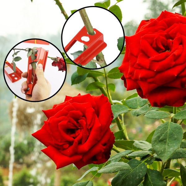 Thorn Stripping Tool, Rose Flower Stem Stripper, Floral Tools Florist  Supplies Kit, Garden Flowers Herb Leaf Cutter, Easy Roses Thorns Striping  Remover, Professional Gardening Florists Metal Steel Arranging Cutter  Trimmers Shears Products