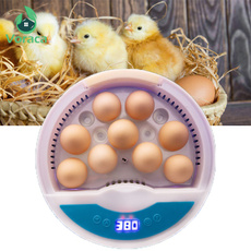 poultry, brooder, Home & Living, Tool