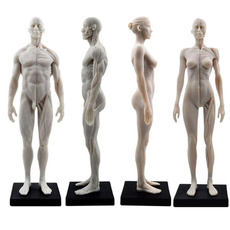 humanmodel, anatomymodel, Muscle, humanfigure