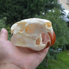 myocastorcoypusskullcollectiblestaxidermy, coypuskullcollectiblestaxidermy, Skeleton, skull