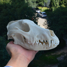 largeanimal, taxidermysupplie, skull, Hunting