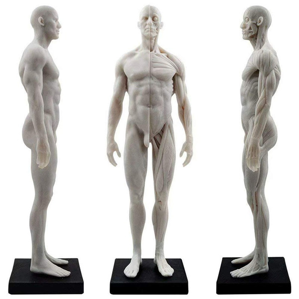 30cm Human Muscle Skeleton Anatomical Structure Model for Art Painting ...