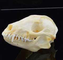 animalbone, Decor, Christmas, skull