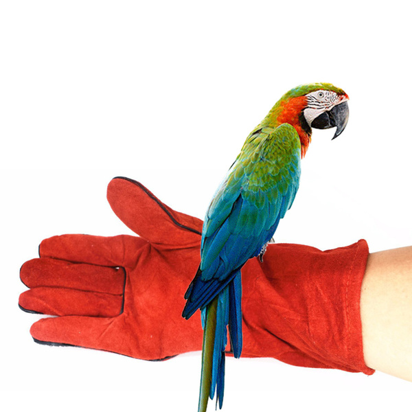 anti bite gloves for parrot