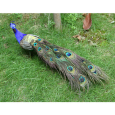 peacock, Lawn, Yard, Garden