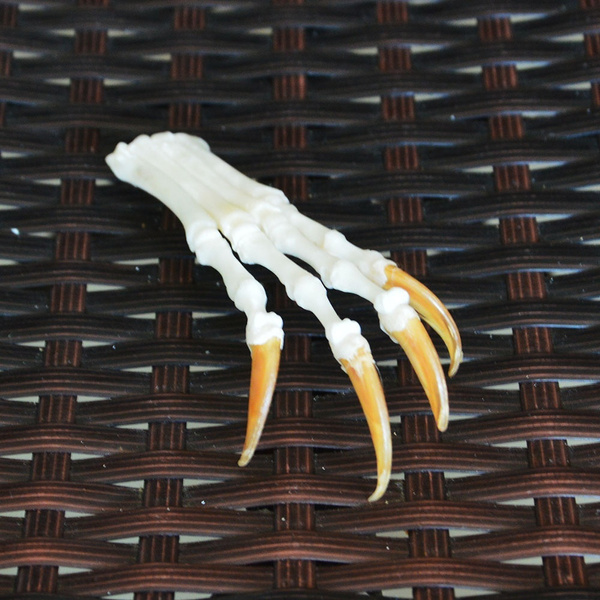 1pcs fox feet articulated bones claws paws taxidermy | Wish