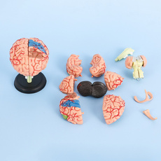 brainbrain, medicalteaching, medicallearning, 4dhumanbrain