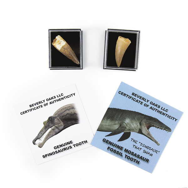 Set of 2 Authentic Dinosaur Teeth Fossils (1 Mosasaur Tooth and 1