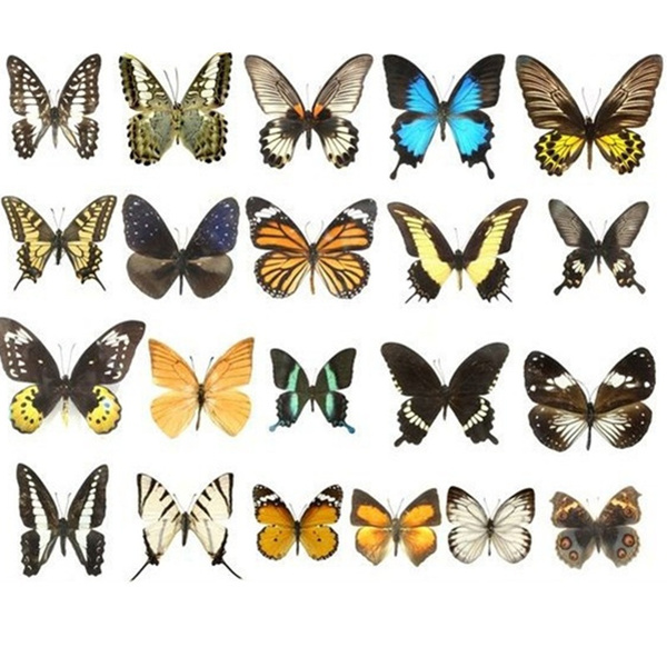 5pcs/10pcs/20Pcs Natural Real Beautiful Butterfly Specimens for