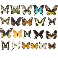 butterfly, Beautiful, butterflyteachingspecimen, specimencollection