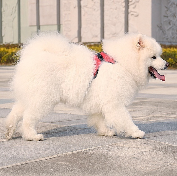 Vest, petharne, walkingdog, Pets